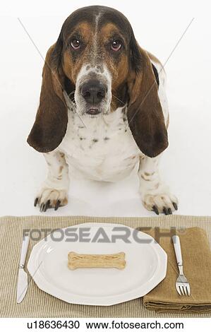 Bassett hound at dinner View Large Photo Image Stock Image - Bassett hound at dinner. Fotosearch