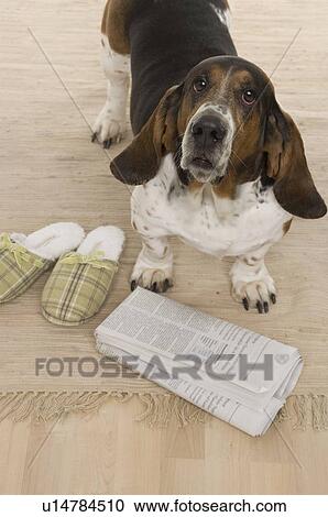 Bassett hound fetching slippers and newspaper View Large Photo Image Stock Image - Bassett hound fetching slippers and newspaper. Fotosearch