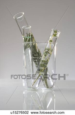 Beaker and test tubes with plants View Large Photo Image Stock Image - Beaker and test tubes with plants. Fotosearch