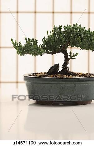 Bonsai tree in planter View Large Photo Image Stock Image - Bonsai tree in planter. Fotosearch