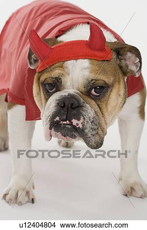 Picture - Bulldog dressed as a devil. Fotosearch