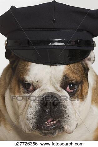 Bulldog dressed as a policeman View Large Photo Image Stock Photograph - Bulldog dressed as a policeman. Fotosearch