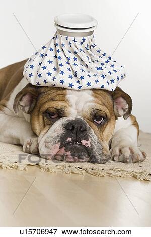 Bulldog with an icepack on head View Large Photo Image Stock Photo - Bulldog with an icepack on head. Fotosearch
