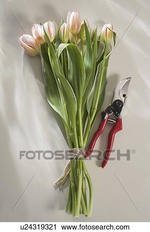 Bunch of pink tulips with garden clippers View Large Photo Image Stock Image - Bunch of pink tulips with garden clippers. Fotosearch
