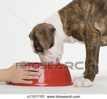 Stock Image - Child feeding a pit bull Terrier puppy. Fotosearch