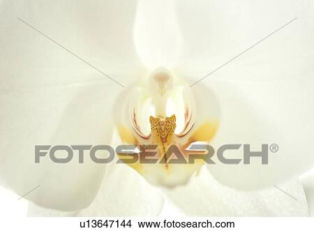 Picture - Close up of a flower. Fotosearch