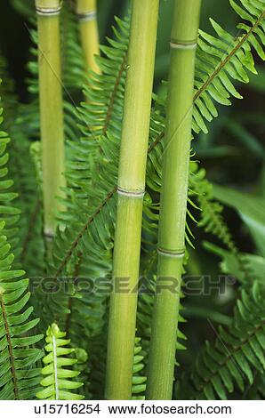 Close up of bamboo and ferns View Large Photo Image Picture - Close up of bamboo and ferns. Fotosearch