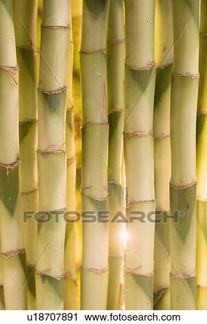 Close up of bamboo shoots View Large Photo Image Stock Image - Close up of bamboo shoots. Fotosearch