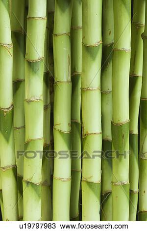 Stock Image - Close up of bamboo shoots. Fotosearch