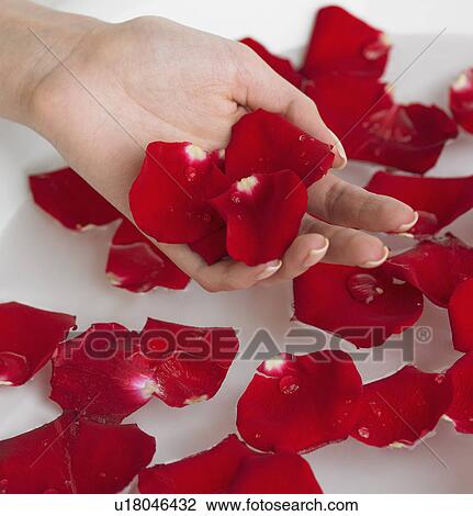 Stock Image - Close up of flower petals in woman's hand. Fotosearch