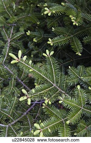 Close-up of pine tree branch View Large Photo Image Stock Photo - Close-up of pine tree branch. Fotosearch