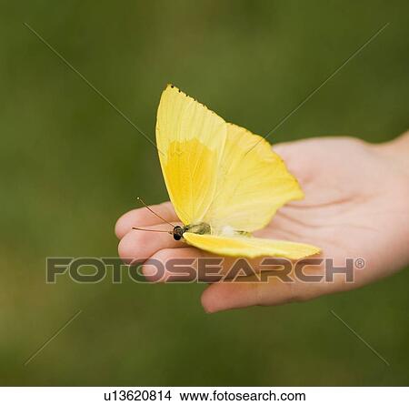 Picture - Closeup of a butterfly in a childs hand. Fotosearch