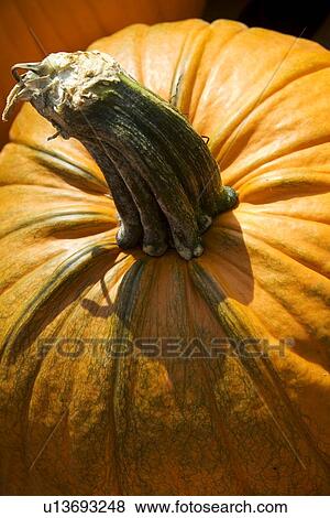 Stock Photo - Closeup of a pumpkin. Fotosearch