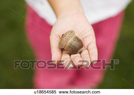 Closeup of an acorn in a childs hand View Large Photo Image Stock Photography - Closeup of an acorn in a childs hand. Fotosearch