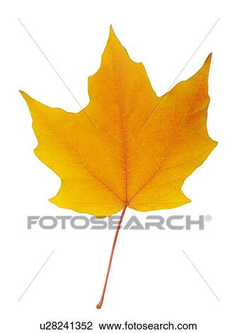 Stock Image - Closeup of an autumn leaf. Fotosearch