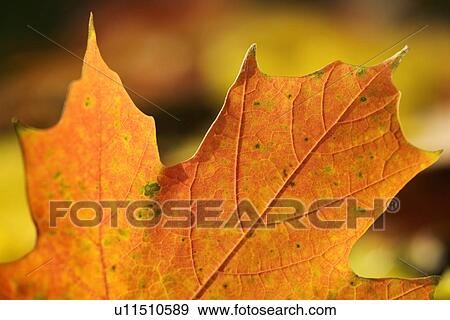 Stock Photo - Closeup of an autumn leaf. Fotosearch