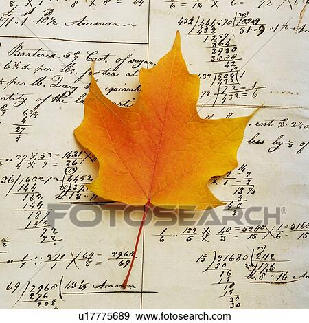 Closeup of an autumn leaf View Large Photo Image Stock Photo - Closeup of an autumn leaf. Fotosearch