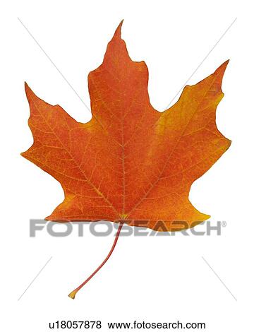 Closeup of an autumn leaf View Large Photo Image Stock Photo - Closeup of an autumn leaf. Fotosearch