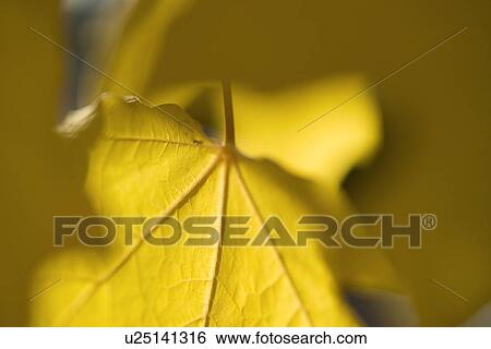 Closeup of an autumn leaf View Large Photo Image Stock Photograph - Closeup of an autumn leaf. Fotosearch