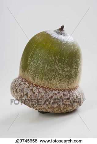 Closeup of an upside down acorn View Large Photo Image Stock Photograph - Closeup of an upside down acorn. Fotosearch