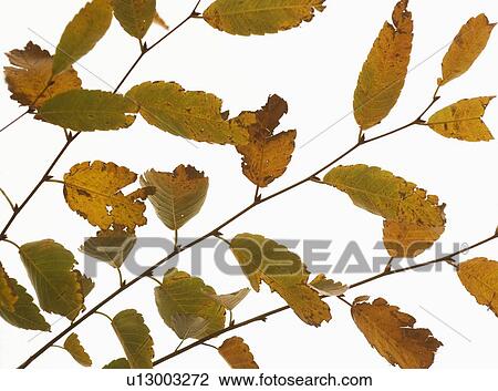 Closeup of autumn leaves View Large Photo Image Stock Image - Closeup of autumn leaves. Fotosearch