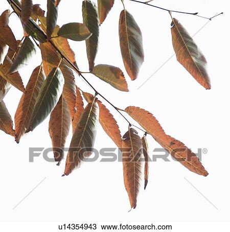 Closeup of autumn leaves View Large Photo Image Stock Image - Closeup of autumn leaves. Fotosearch
