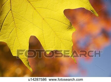 Stock Photograph - Closeup of autumn leaves. Fotosearch