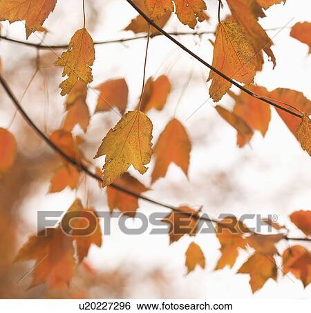 Stock Photograph - Closeup of autumn leaves. Fotosearch