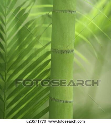 Stock Image - Closeup of bamboo shoot. Fotosearch