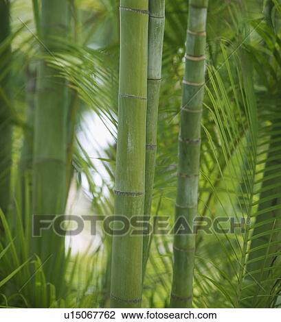Closeup of bamboo shoots View Large Photo Image Stock Image - Closeup of bamboo shoots. Fotosearch