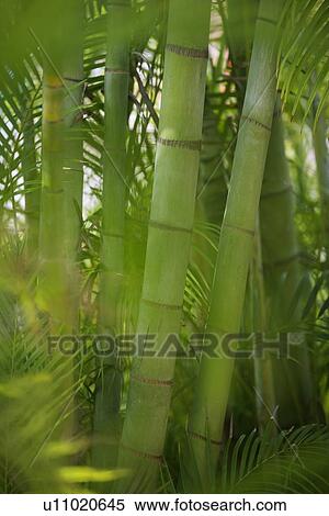 Stock Photography - Closeup of bamboo shoots. Fotosearch