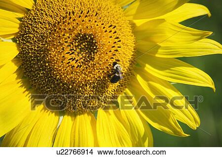 Picture - Closeup of bee on sunflower. Fotosearch