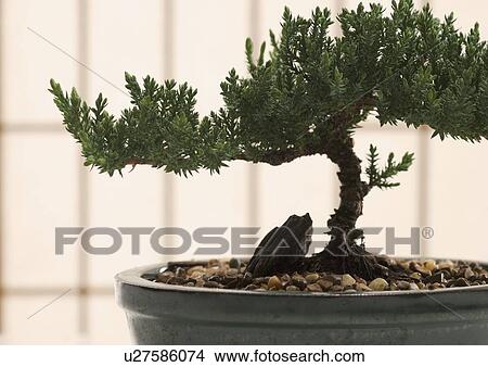 Picture - Closeup of bonsai tree in pot. Fotosearch
