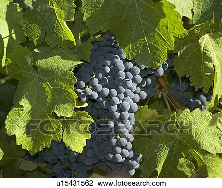 Stock Image - Closeup of California wine grapes. Fotosearch