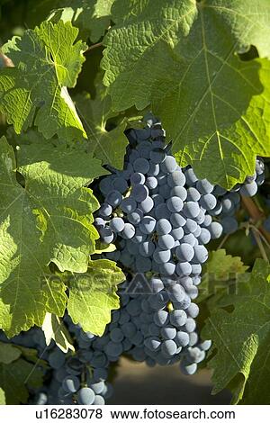 Stock Photo - Closeup of California wine grapes. Fotosearch