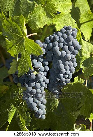 Stock Photo - Closeup of California wine grapes. Fotosearch