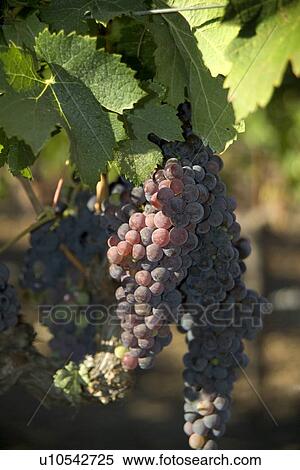 Closeup of California wine grapes View Large Photo Image Stock Photography - Closeup of California wine grapes. Fotosearch