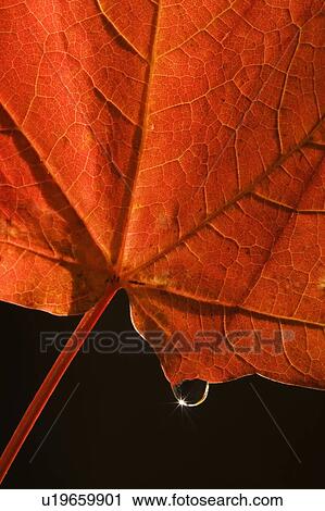 Stock Image - Closeup of fall leaf. Fotosearch