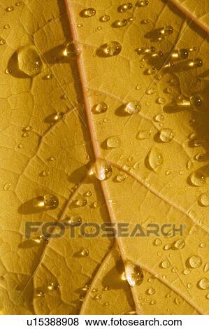 Closeup of fall leaf View Large Photo Image Stock Photo - Closeup of fall leaf. Fotosearch