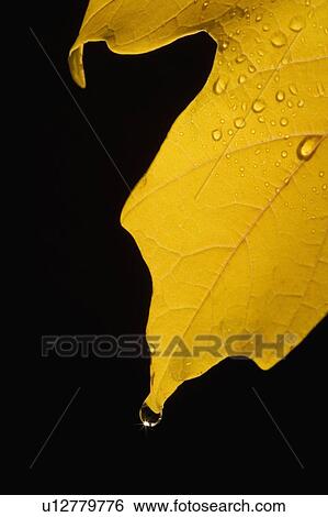 Stock Photograph - Closeup of fall leaf. Fotosearch