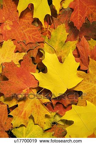Stock Photo - Closeup of fallen autumn leaves. Fotosearch