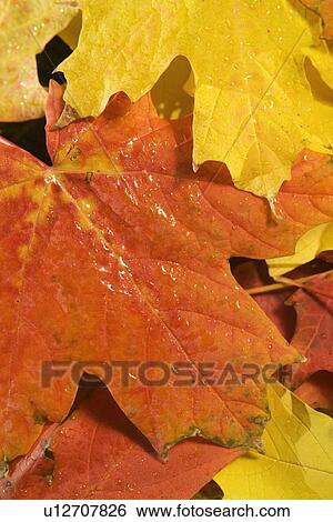 Closeup of fallen autumn leaves View Large Photo Image Stock Photograph - Closeup of fallen autumn leaves. Fotosearch