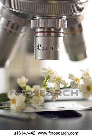 Closeup of flowers under a microscope View Large Photo Image Stock Image - Closeup of flowers under a microscope. Fotosearch
