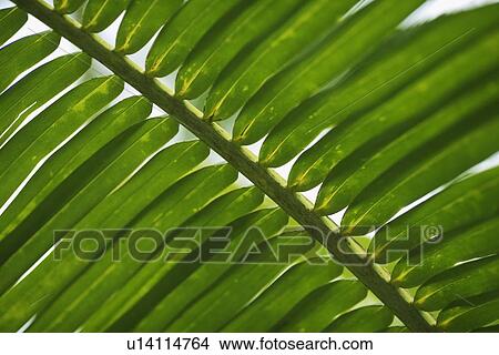 Closeup of fronds View Large Photo Image Picture - Closeup of fronds. Fotosearch