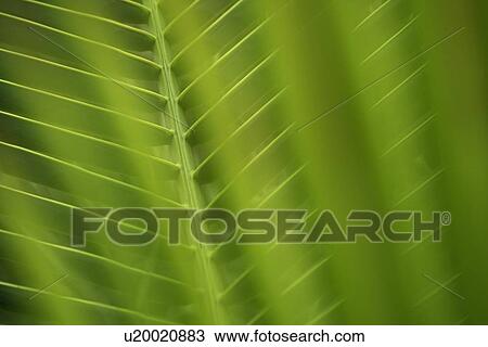 Closeup of fronds View Large Photo Image Stock Image - Closeup of fronds. Fotosearch
