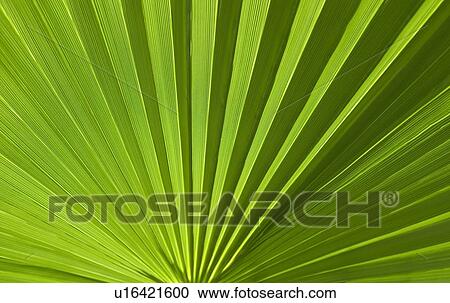 Stock Image - Closeup of green foliage. Fotosearch