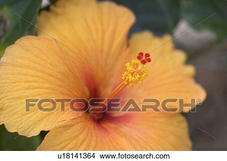 Closeup of hibiscus flower View Large Photo Image Picture - Closeup of hibiscus flower. Fotosearch