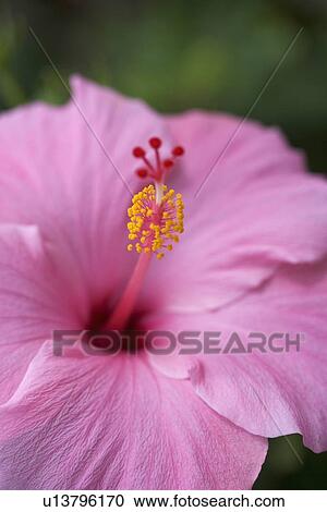 Closeup of hibiscus flower View Large Photo Image Stock Image - Closeup of hibiscus flower. Fotosearch