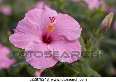 Closeup of hibiscus flower View Large Photo Image Stock Image - Closeup of hibiscus flower. Fotosearch