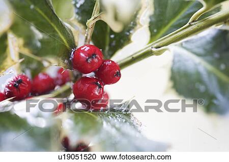 Stock Image - Closeup of holly berries. Fotosearch